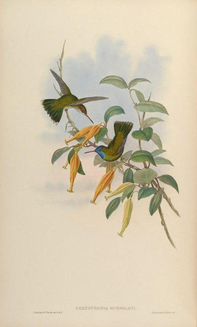 Chrysuronia humboldti = Hylocharis humboldti by John Gould